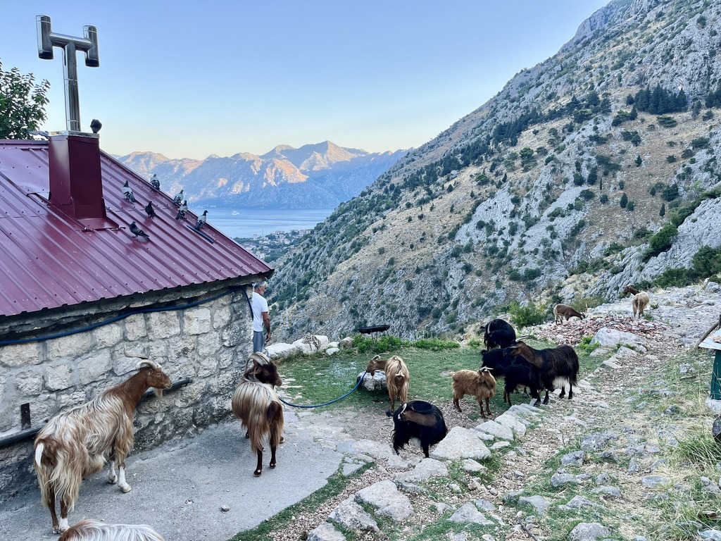 Goat farm