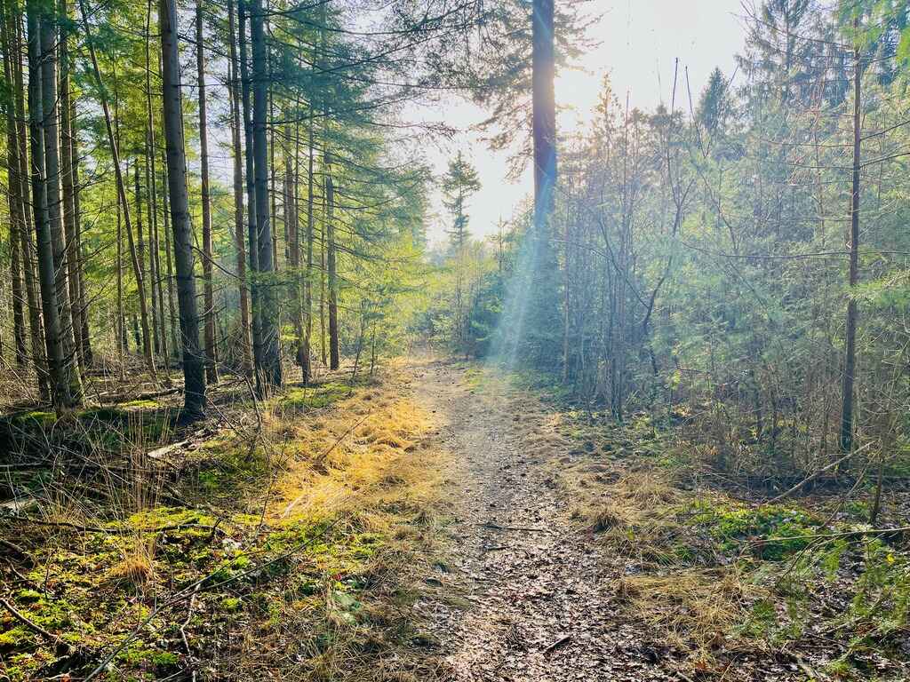 Schitterende bossen in Lage Vuursche e.o.