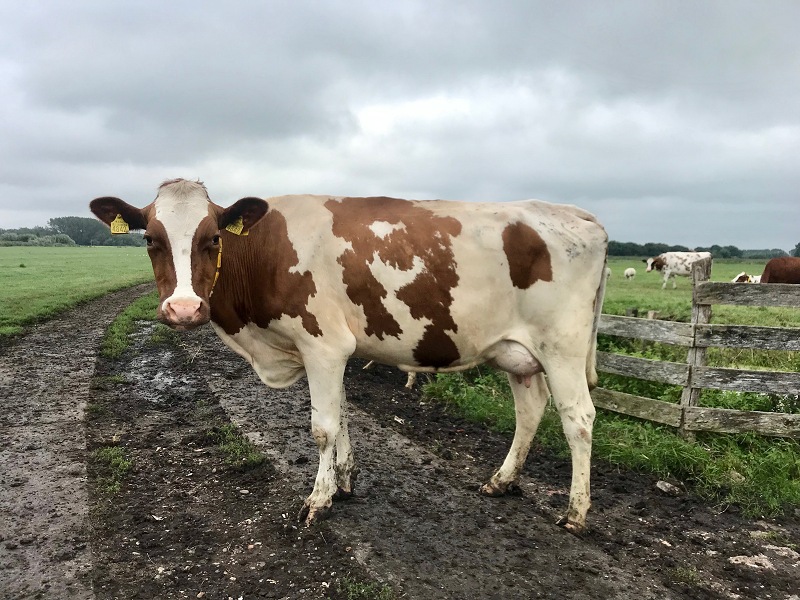 A cow somewhere between Schipluiden and Schiedam
